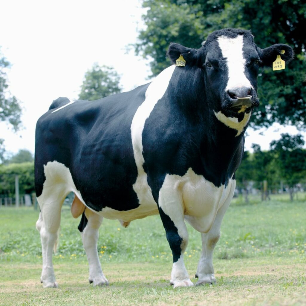 Example of Holstein Friesian bull supplying LIC Australia farmers