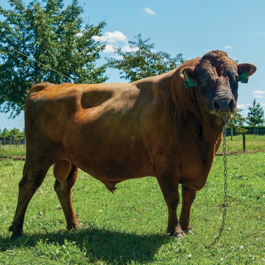 Example of Jersey bull supplying LIC Australia farmers