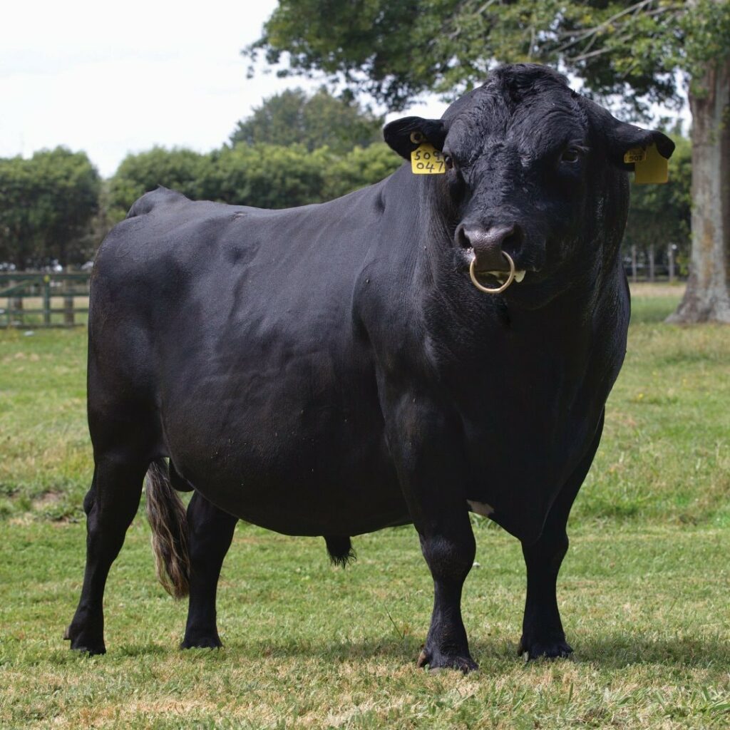 LIC Kiwicross breeding bull Super Stan