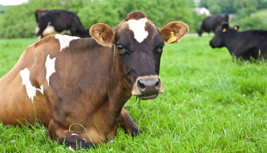 Cow Welfare Health &amp; Care | LIC Australia Animal Welfare