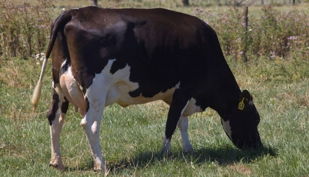 dam of arkan mgh backdrop