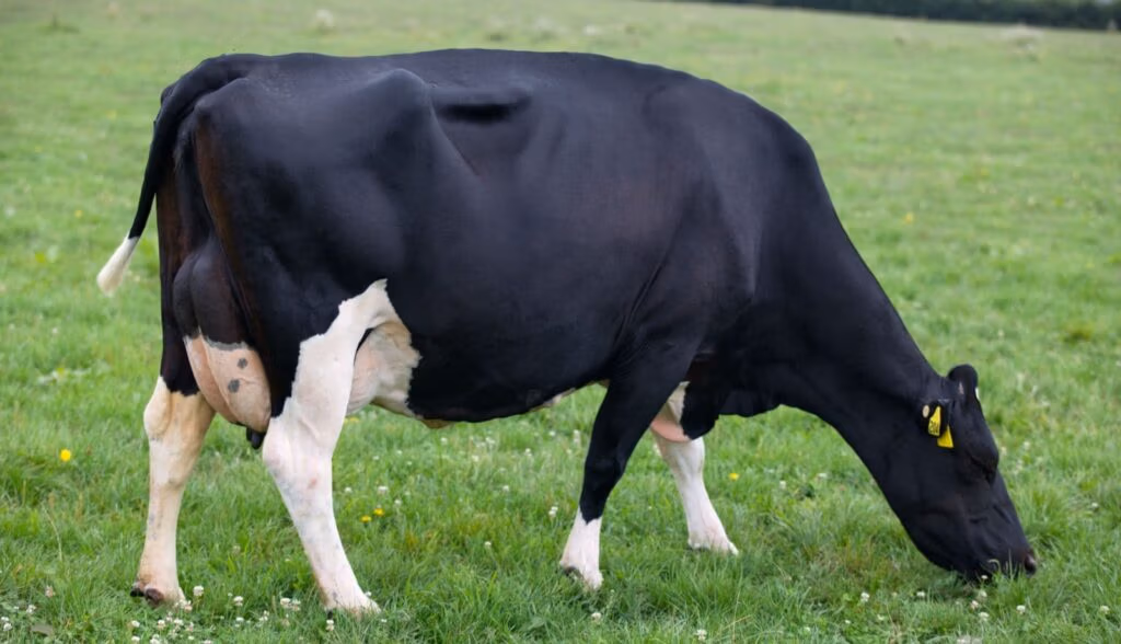 dam of gordons am lancelot