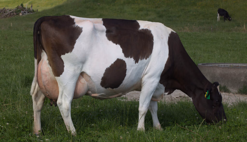 LIC Dam Dairy Cow