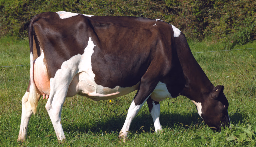 LIC Dam of Crossmans Critical