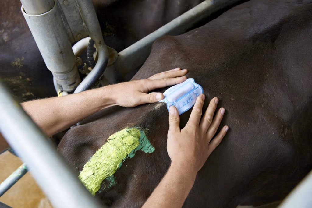 LIC heat detection products for breeding dairy cows