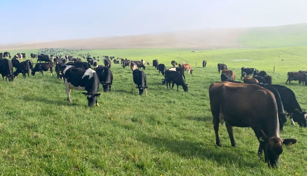 mike green's top performing herd includes lic holstein friesians