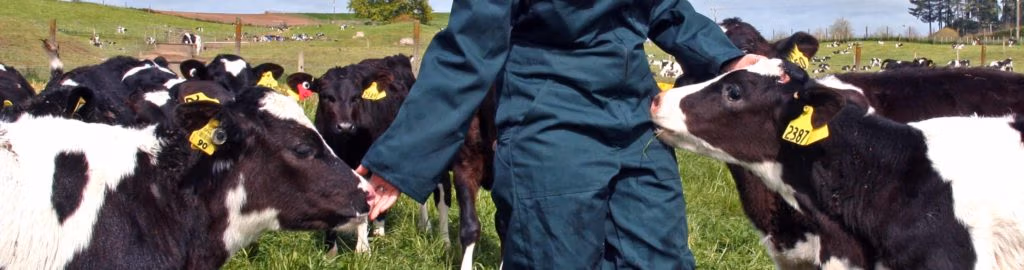 happy calves on a dairy farm