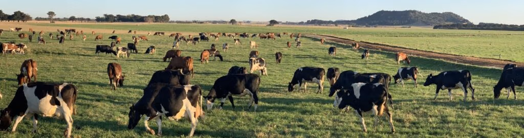 Mount Schank Dairy Farm in South Australia