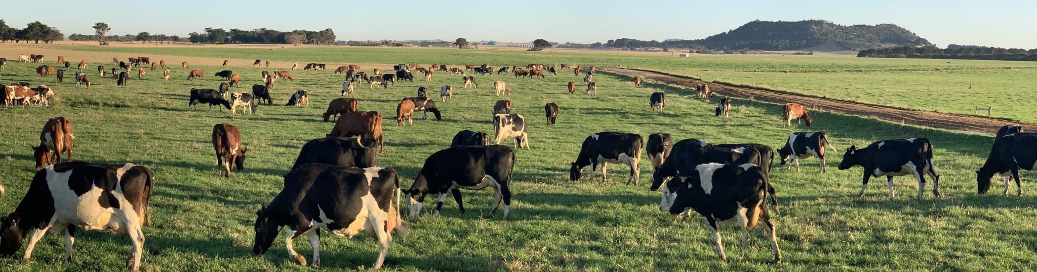 Mount Schank Dairy Farm in South Australia