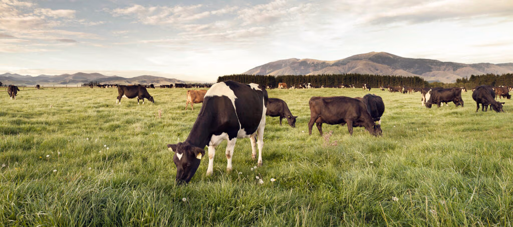 highly productive dairy cows bred from LIC semen straws