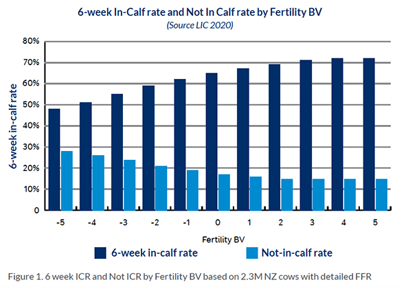 6week in calf rate dairy cow