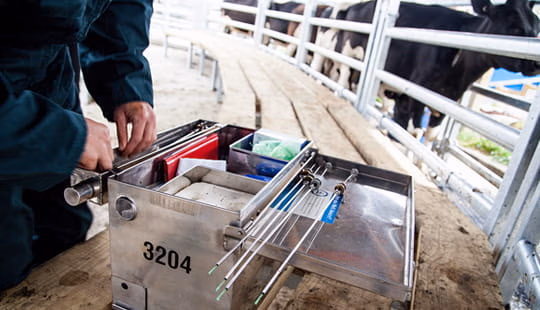 Breeding for fertility in the modern dairy cow