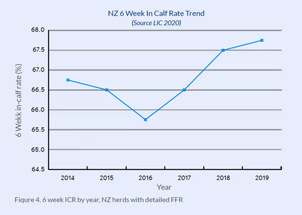 NZ 6 week in calf dairy cow