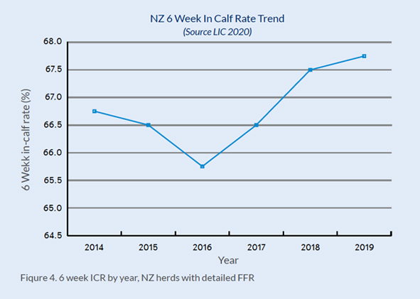 NZ 6 week in calf dairy cow