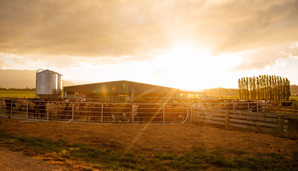 Cows that live longer in the milking herd are more profitable