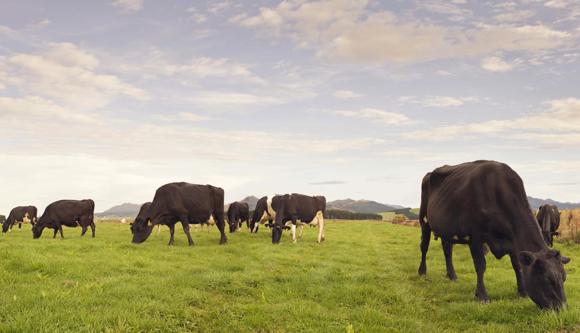 LIC KiwiCross dairy cows NZ