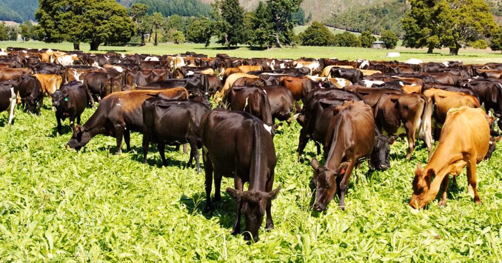 LIC dairy cows grazing