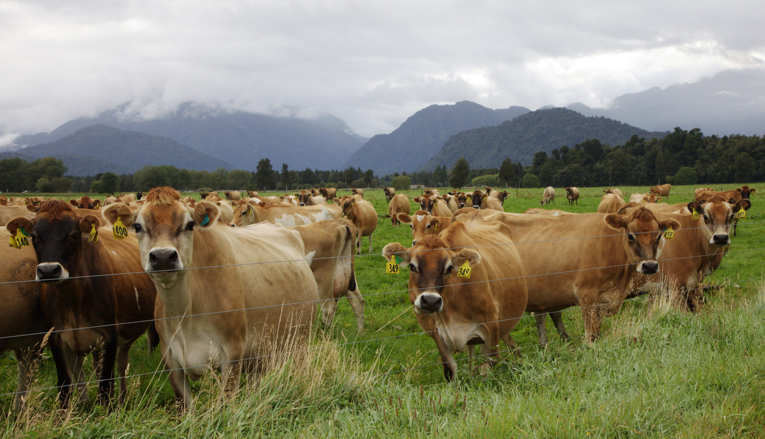 Jersey take up majority of top spots NZ
