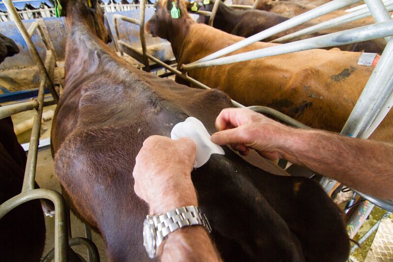 Applying heat detection LIC cows