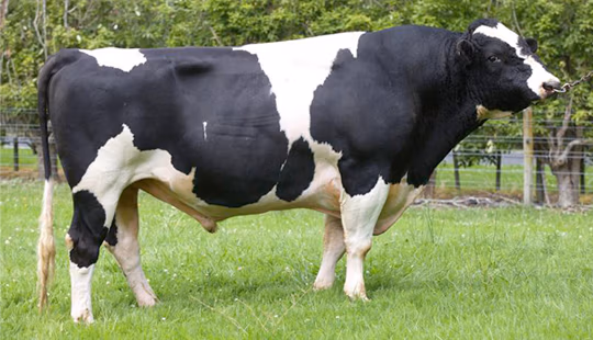 LIC beamer bull
