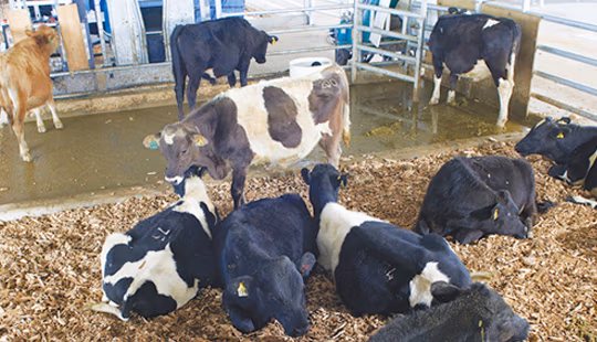 LIC_low_methane_bulls