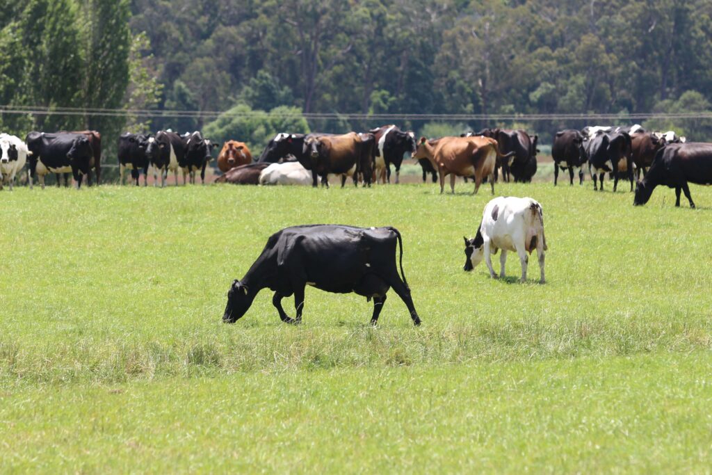 The family farm breeds with LIC genetics