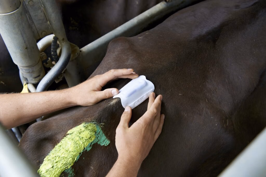 Using pre-mating heat detection to help when breeding dairy cows in Australia