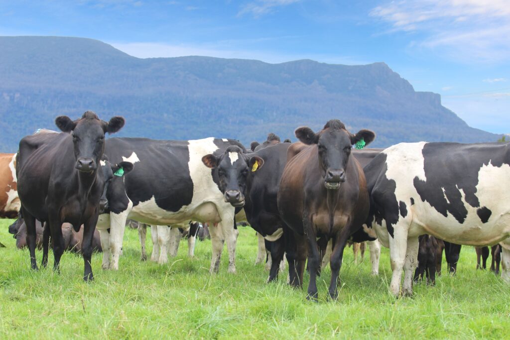 New Zealand KiwiCross cows key to flexible farming