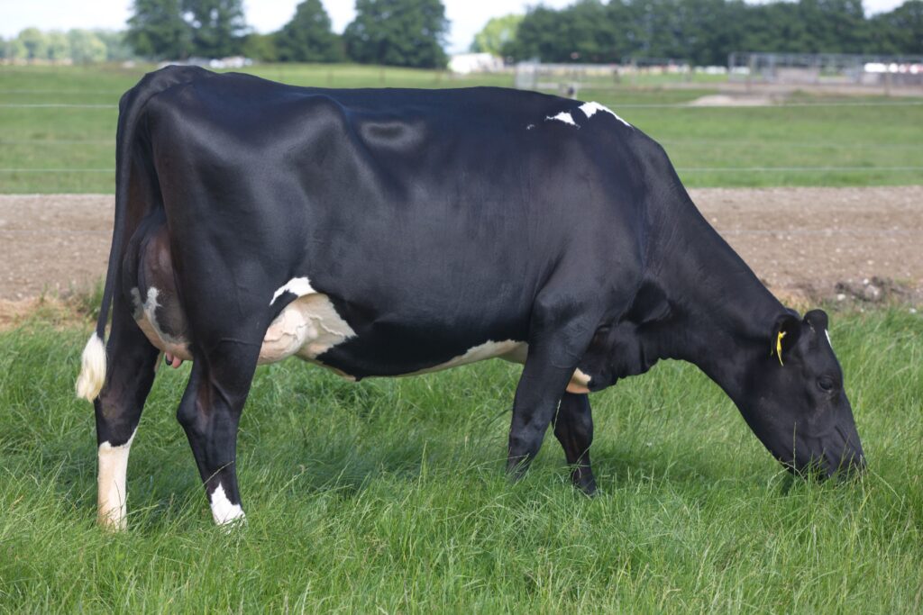 LIC Holstein Friesian cow