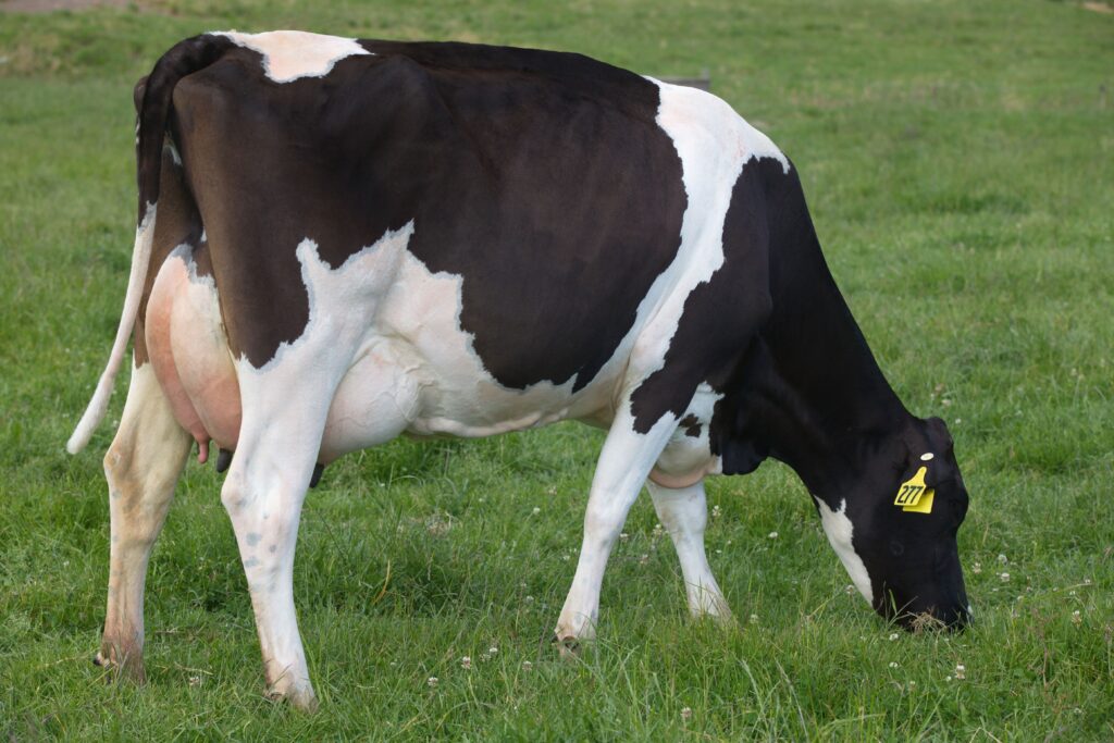 LIC Holstein Friesian cow