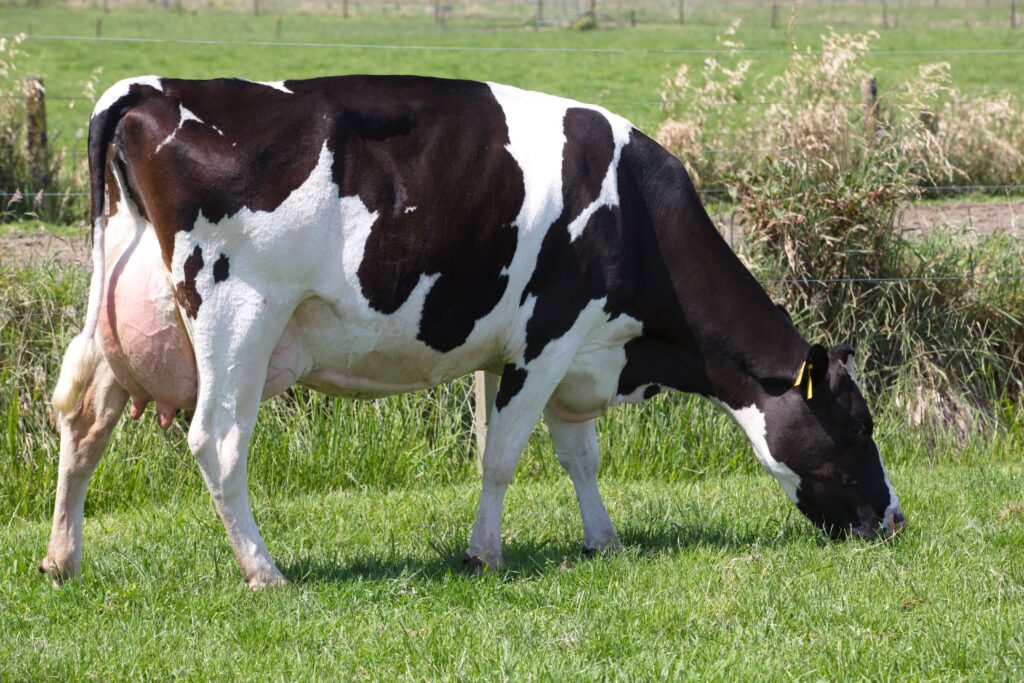 Dam of Holstein Friesian bull Governor