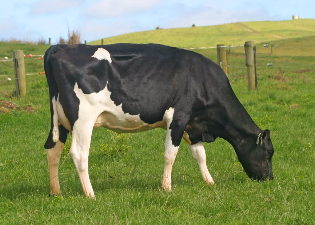LIC Holstein Friesian artificial insemination bull - Original