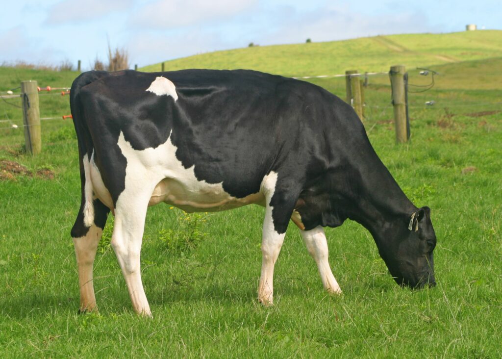 LIC Holstein Friesian artificial insemination bull - Original