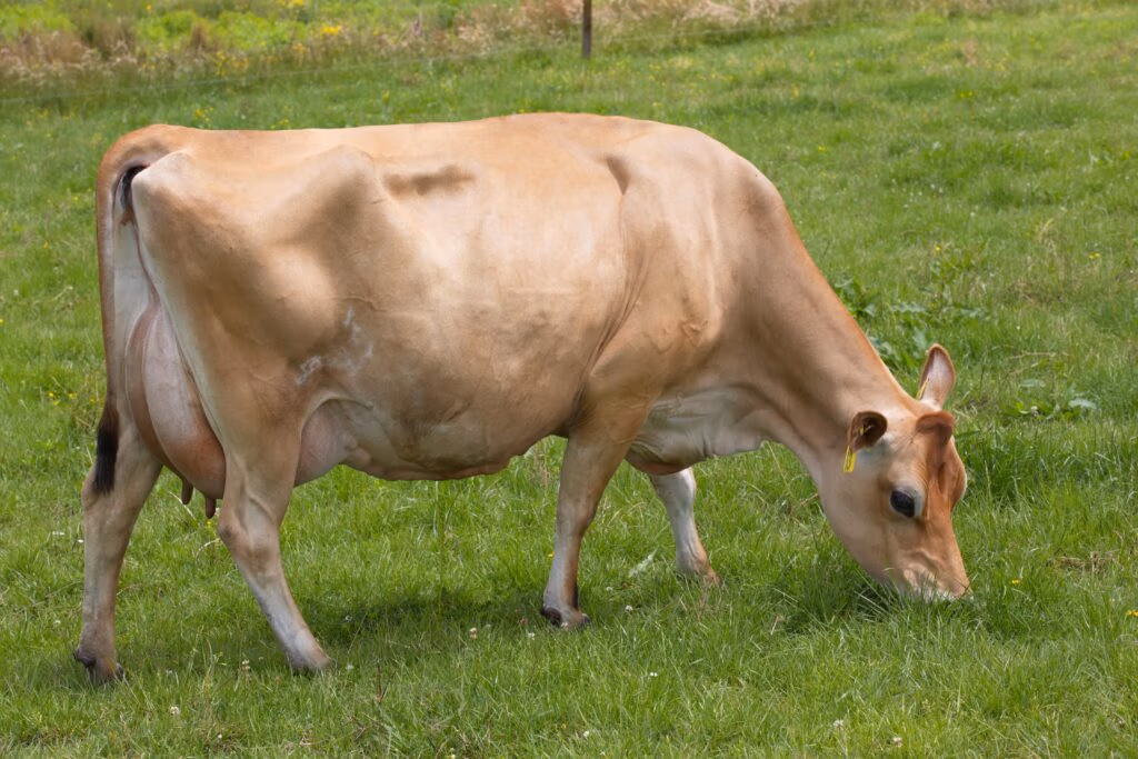 Dam of LIC Jersey bull Superman 318009