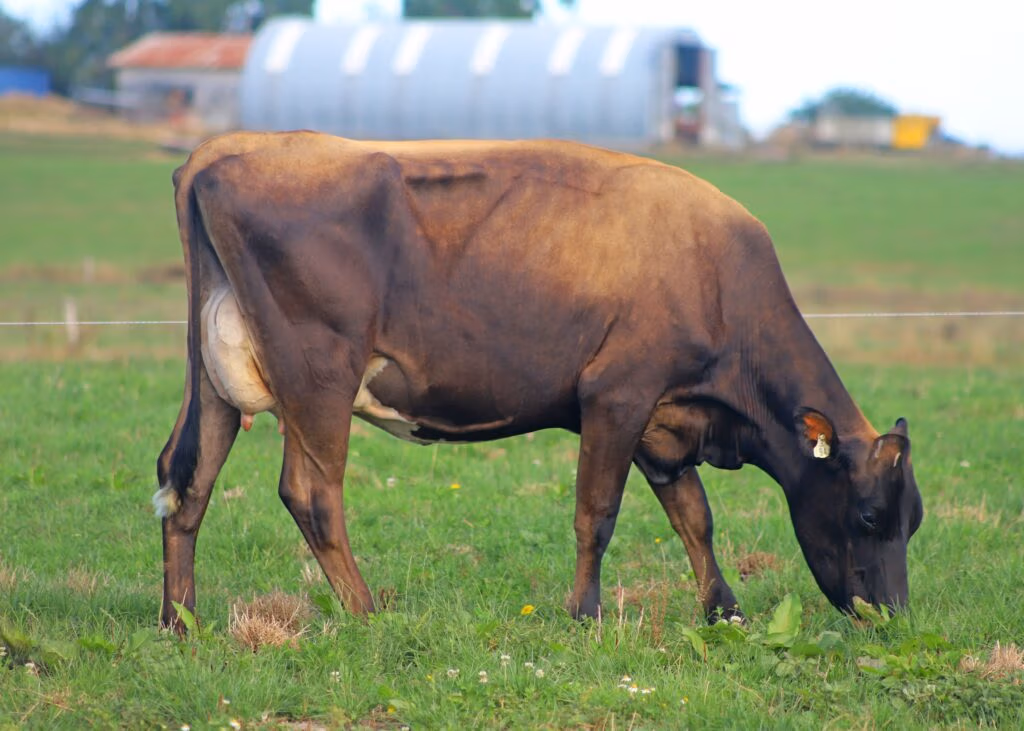 Daughter of LIC KiwiCross bull Ascott