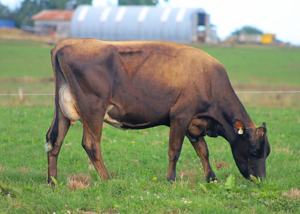 Daughter of LIC KiwiCross bull Ascott