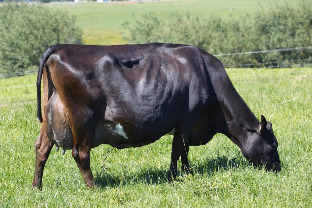 Dam of LIC KiwiCross bull Premonition