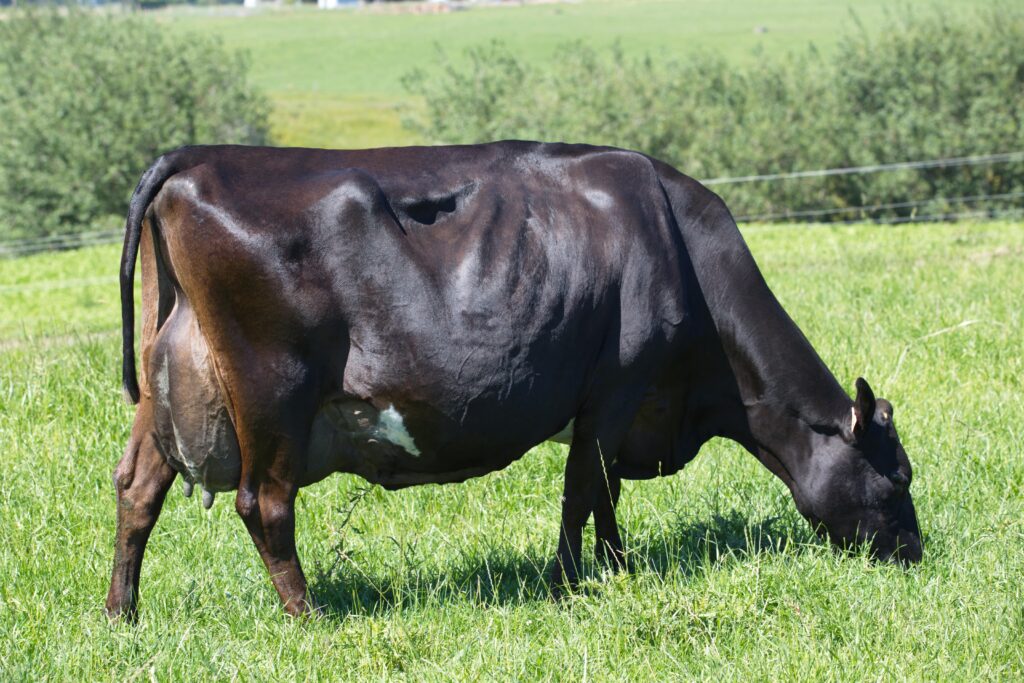 Dam of LIC KiwiCross bull Premonition