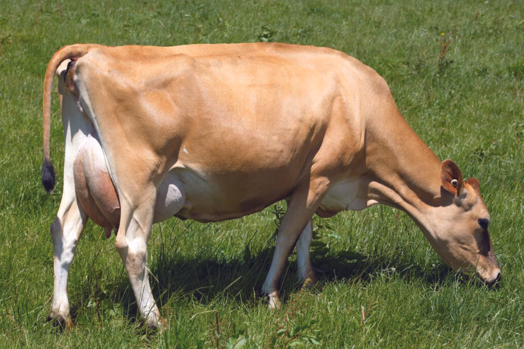 Dam of LIC Jersey bull Lotto 318035