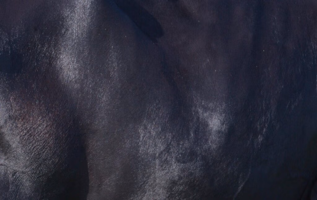 LIC KiwiCross dairy cow