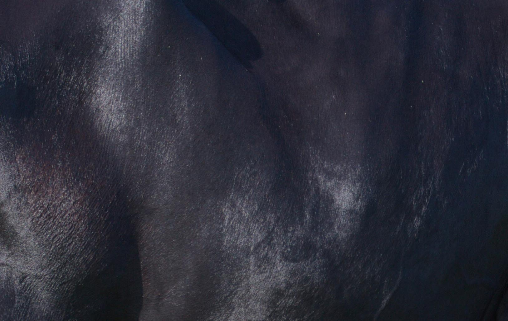 LIC KiwiCross dairy cow