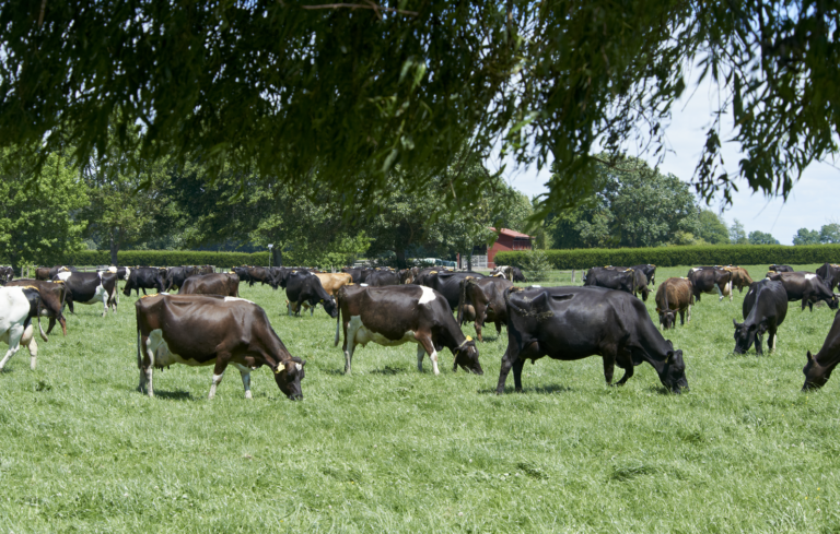 LIC bred cows grazing