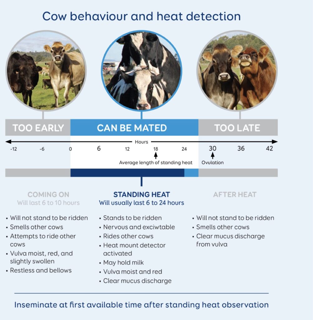 Cow behaviour and heat detection for artificial insemination season