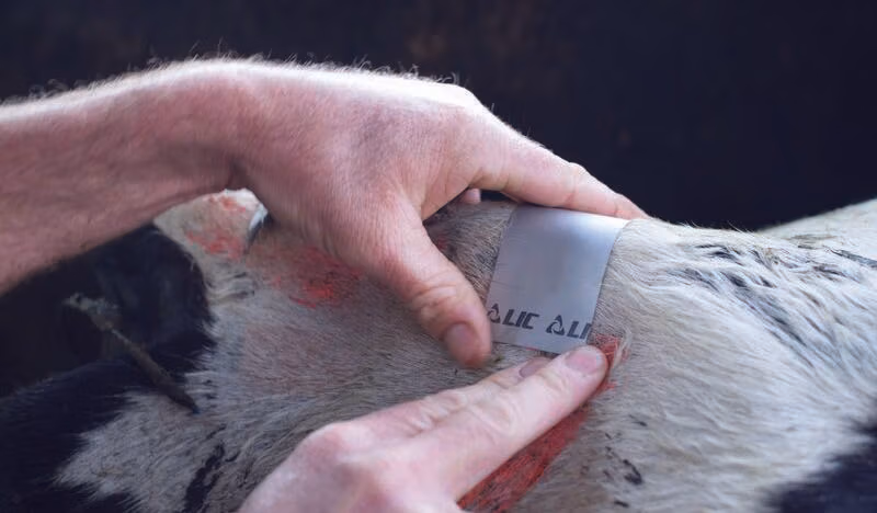 Heat detection key to artificial insemination mating season