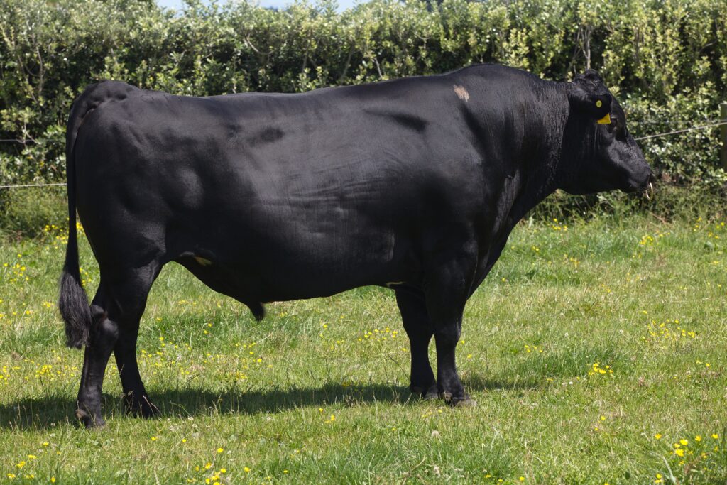 LIC artificial insemination bull Priests Sierra