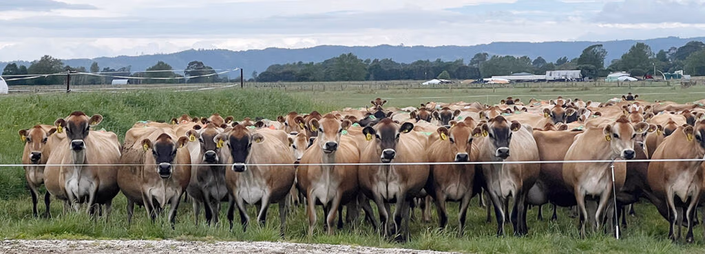 Australian dairy farmers visit jersey herd NZ