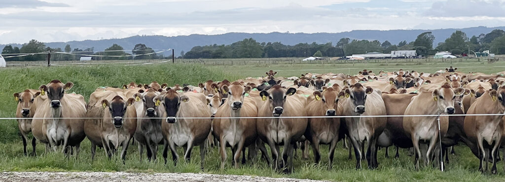 Australian dairy farmers visit jersey herd NZ