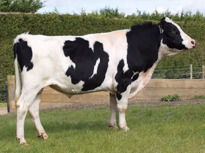 LIC Holstein Friesian bull Excellent