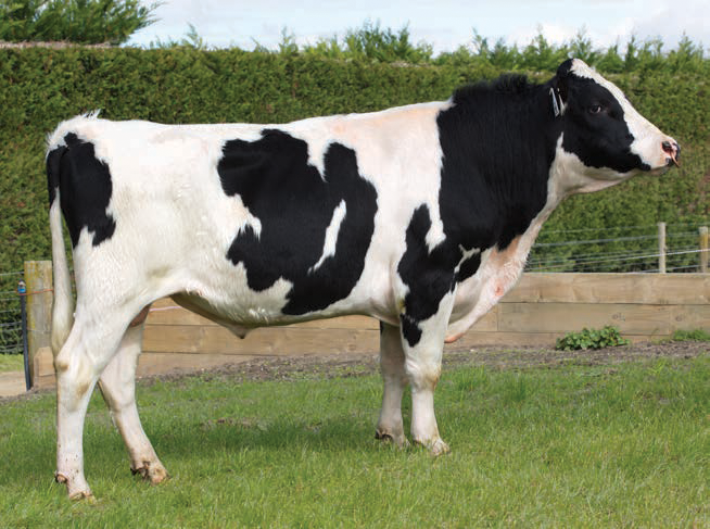 LIC Holstein Friesian bull Excellent