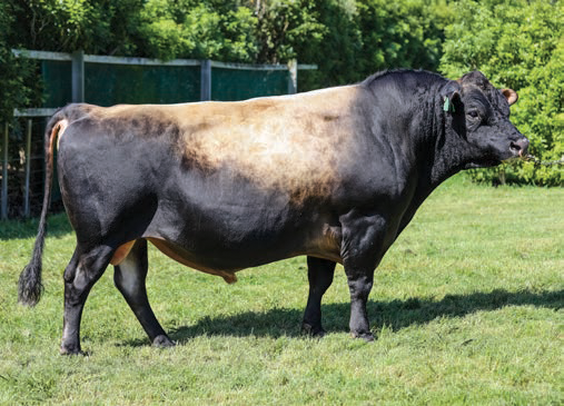 LIC Jersey bull 319030 Grantz BC Hendrix ET S3J